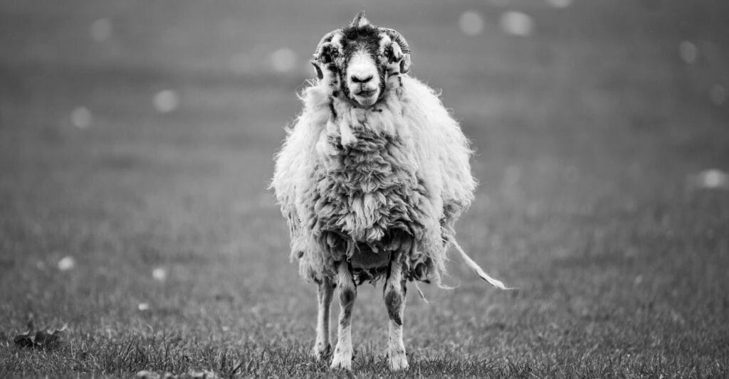 5 Smarter Ways To Create More Energy Each Day 5 Stop Being A Sheep Think For Yourself